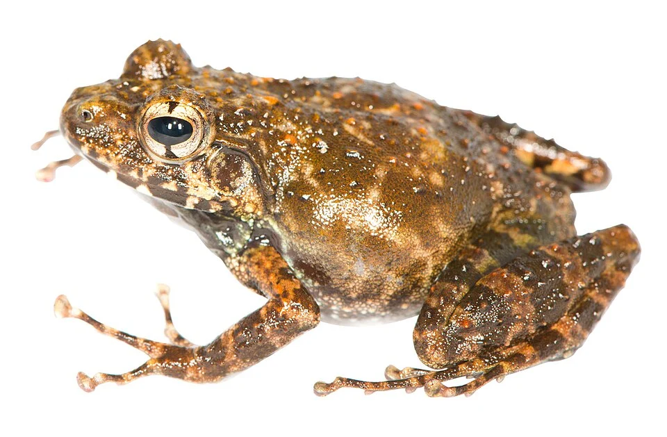 Gephyromantis pseudoasper from Marojejy National Park, Madagascar
