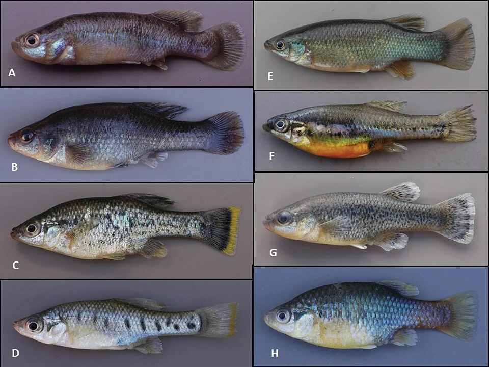 Figure 1; Photos of eight representative goodeid fishes. All photos taken by John Lyons of freshly preserved, wild-caught, adult, male specimens. A Allotoca goslinei, Potrero Grande Stream, Jalisco, 8 January 2004 B Alloophorus robustus, Opopeo Lake, Michoacán, 9 January 2011 C Ameca splendens, Almoloya Springs, Jalisco, 17 January 2008 D Chapalichthys encaustus, Lake Chapala near Ajijic, Jalisco, 6 January 2005 E Goodea atripinnis, Tierra Quemada Stream, San Luis Potosí, 15 January 2011 F Skiffia lermae, Zacapu Lake, Michoacán, 11 January 2005 G Xenotaenia resolanae, Cuzalapa River, Jalisco,