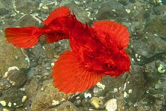 Hemitripterus americanus seen at Saint-Pierre-et-Miquelon.