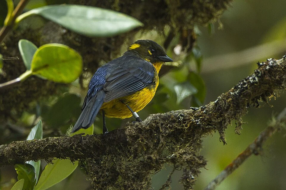 Lacrimose Mountain-Tanager - Colombia_S4E2958