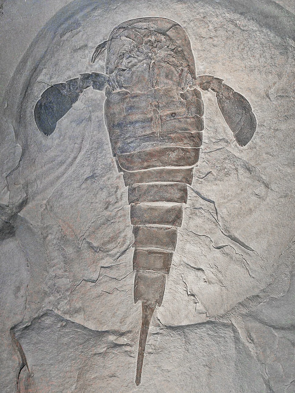 Eurypterids