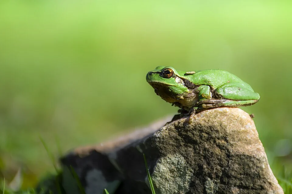 Hyla carthaginiensis, communément appelé Rainette de Carthage dans le parc national d'El Feija