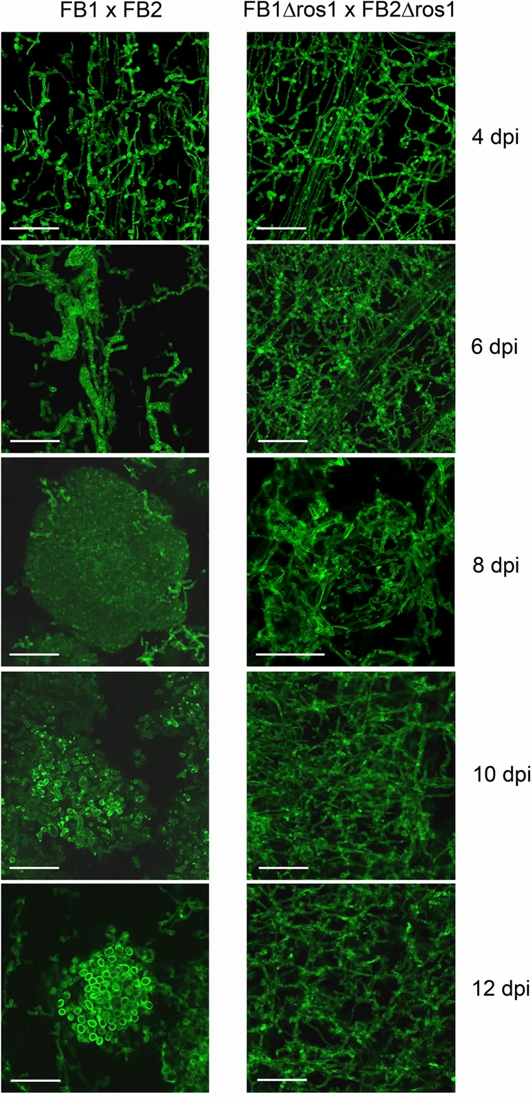 Confocal micrographs comparing wild-type Ustilago maydis with ros1-deletion strains in infected maize tissue, four to twelve days after inoculation, Tollot and colleagues’ 2016 figure 2