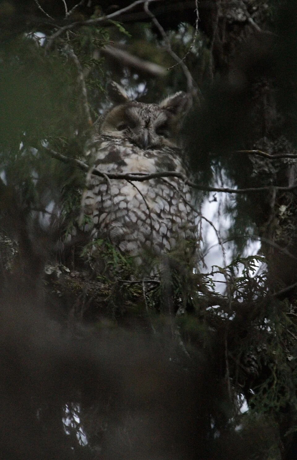 Asio abyssinicus, Bale, Etiopien, 2014-12-27 (iNaturalist).
