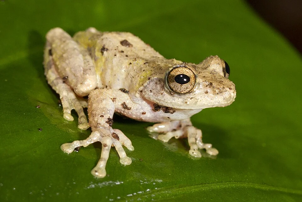 Kurixalus eiffingeri from Taiwan.