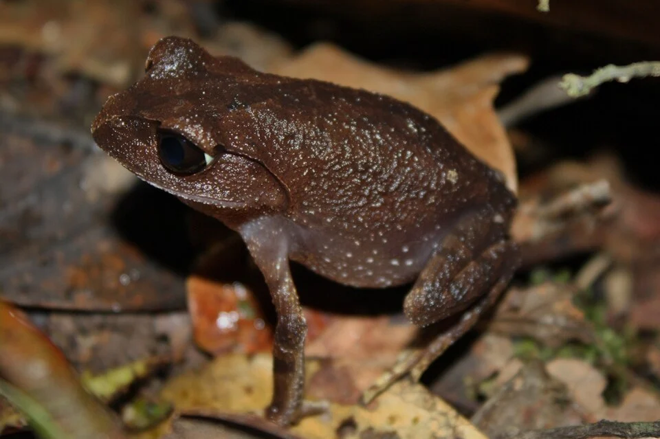 There were a lot of these calling from the forest floor near a forest stream within Kinabalu National Park, at approximately 1585m above sea level.
