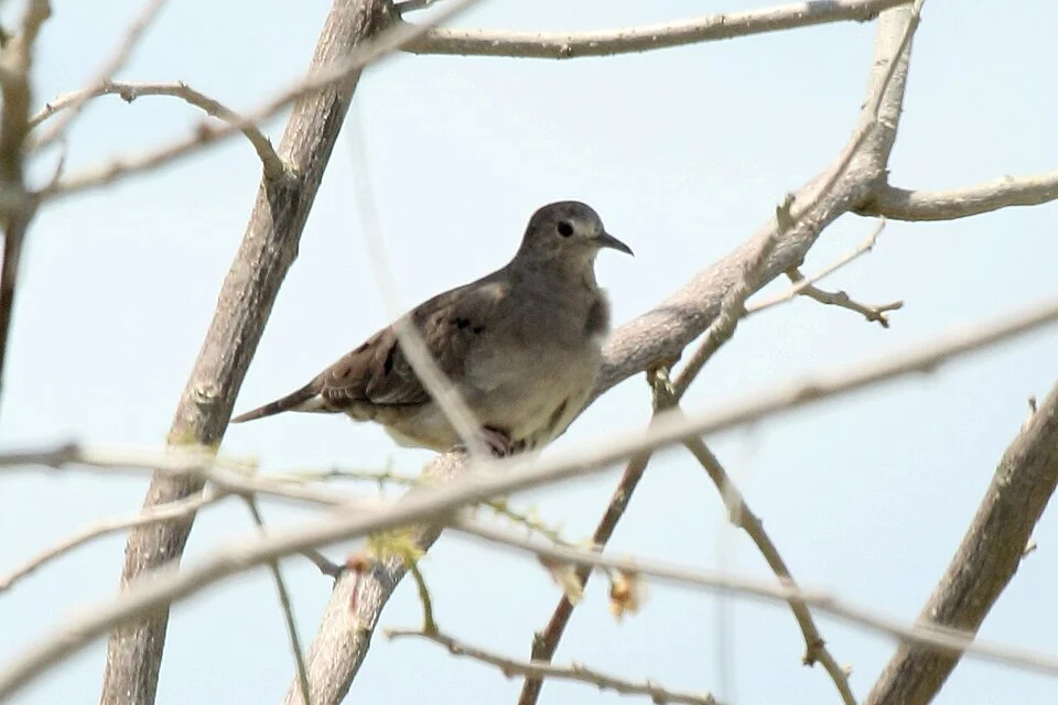 Plain-breasted Ground Dove Columbina minuta, Belize