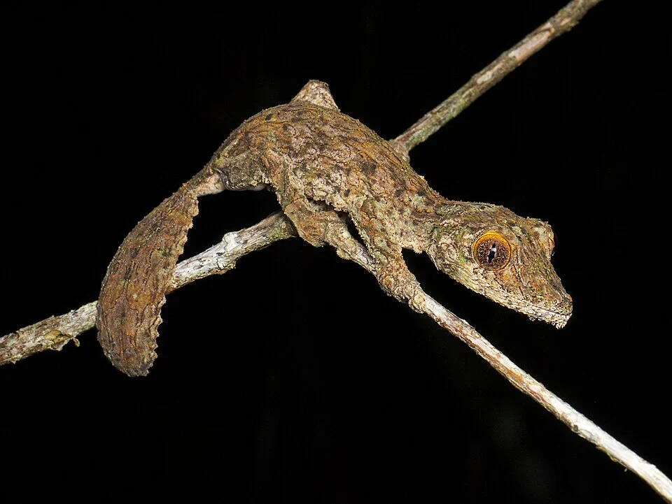 Mossy leaf-tailed gecko (Uroplatus sikorae), Vohimana reserve, Madagascar
