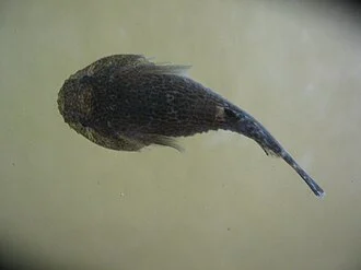 Example of adult Skilletfish