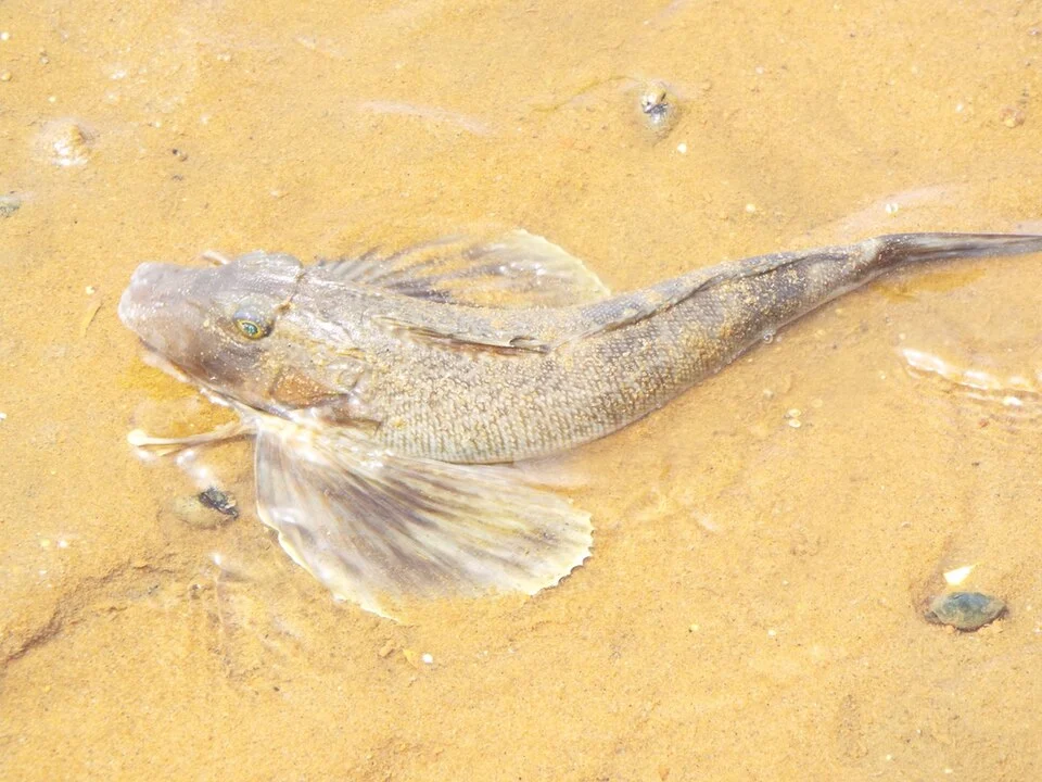 Northern Searobin (Prionotus carolinus) South Beach, Barnstable County, MA, USA