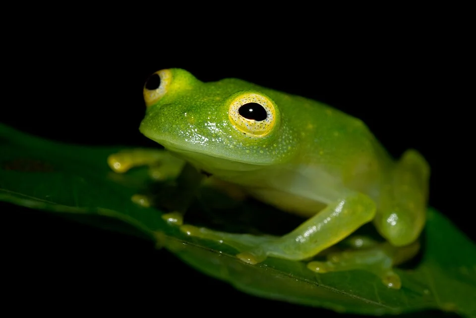 None (Hyalinobatrachium colymbiphyllum); image from matched species article