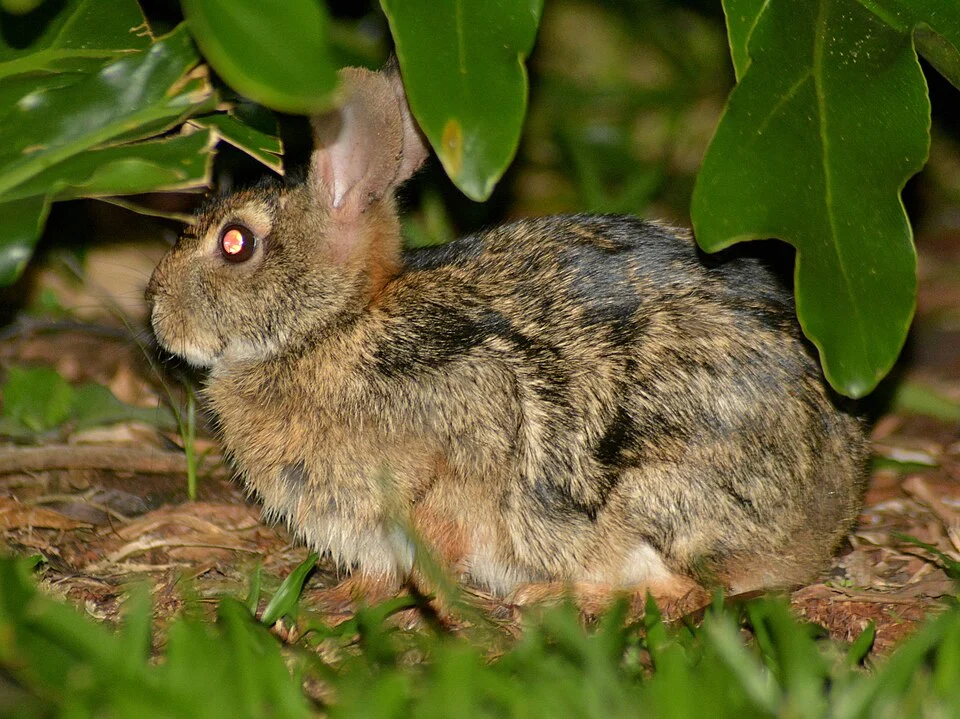Common Tapeti (Sylvilagus brasiliensis) in Brazil