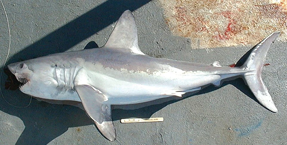 Porbeagle (Lamna nasus)