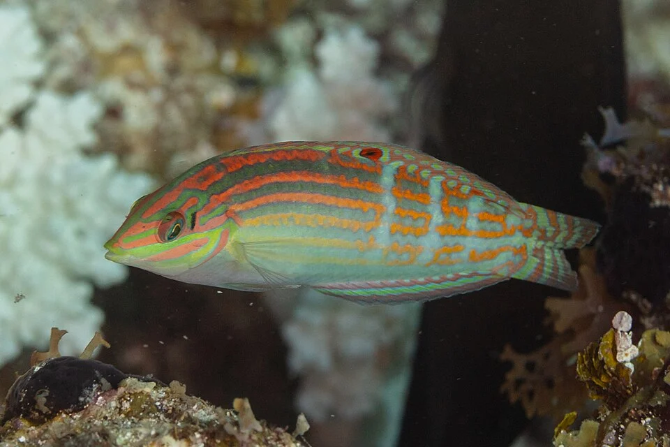 Nebulous wrasse (Halichoeres nebulosus), Zanzibar, Tanzania