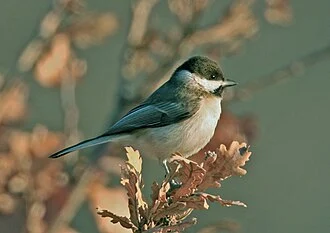 Sombre Tit Poecile lugubris, Bulgaria