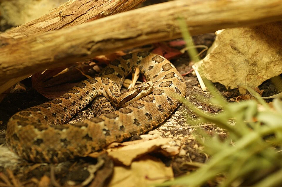 Mexican Dusky Rattlesnake (Crotalus armstrongi) in Mexico