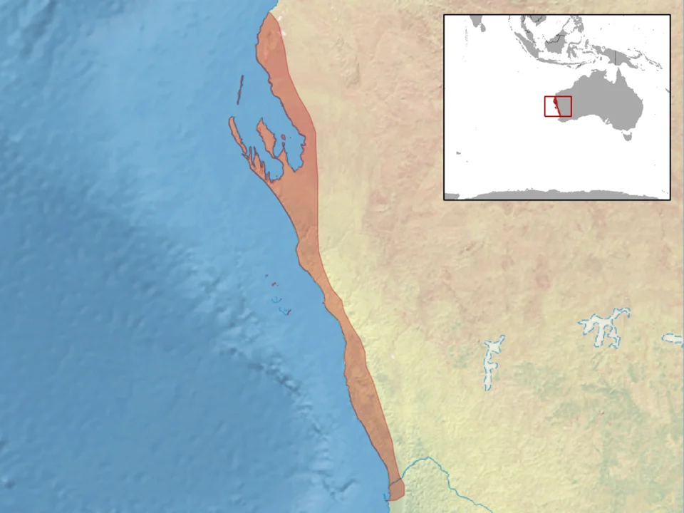 geographic distribution of Cyclodomorphus celatus