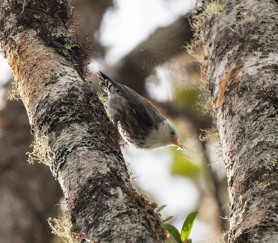 Daphoenositta papuensis, Mount Hagen District, Western Highlands Province, Papua New Guinea, 2026-06-11 (iNaturalist).