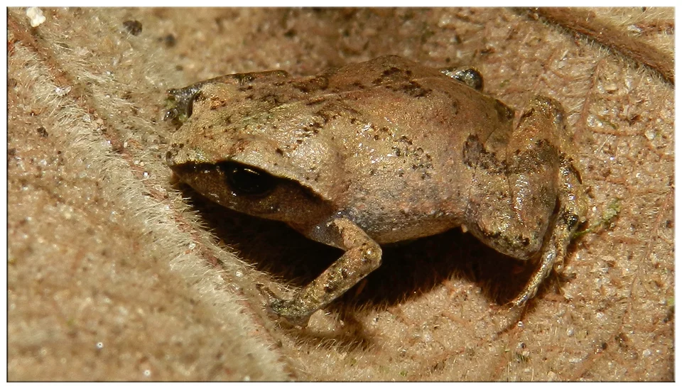 Euparkerella brasiliensis from Cachoeiras de Macacu, Rio de Janeiro State