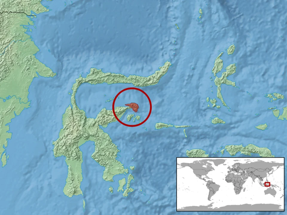 geographic distribution of Luperosaurus iskandari (Native:
Indonesia (Sulawesi))