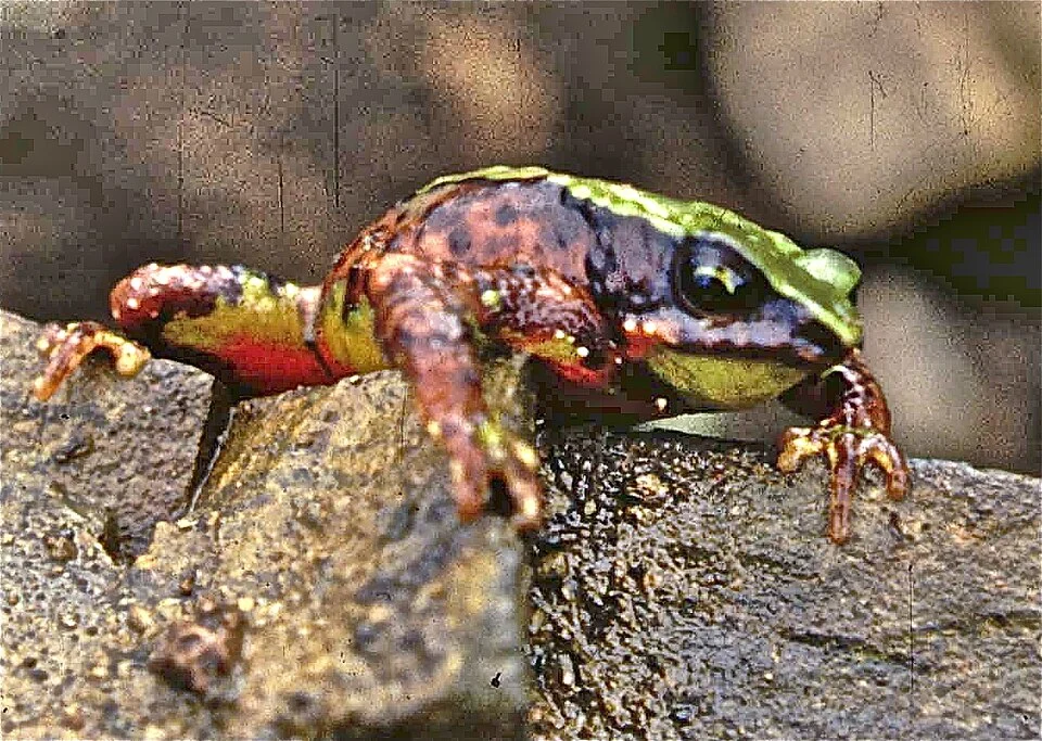 Arthur's Stubfoot Toad (Atelopus arthuri)