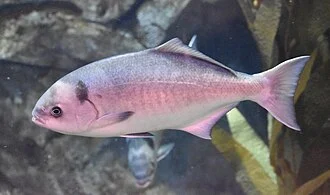 Unidentified species