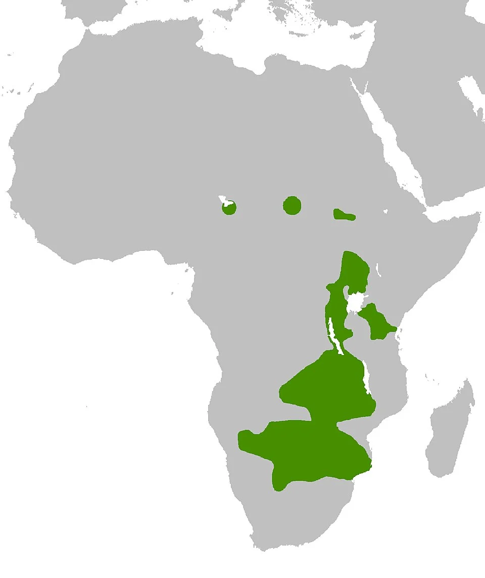 Graphiurus microtis Map