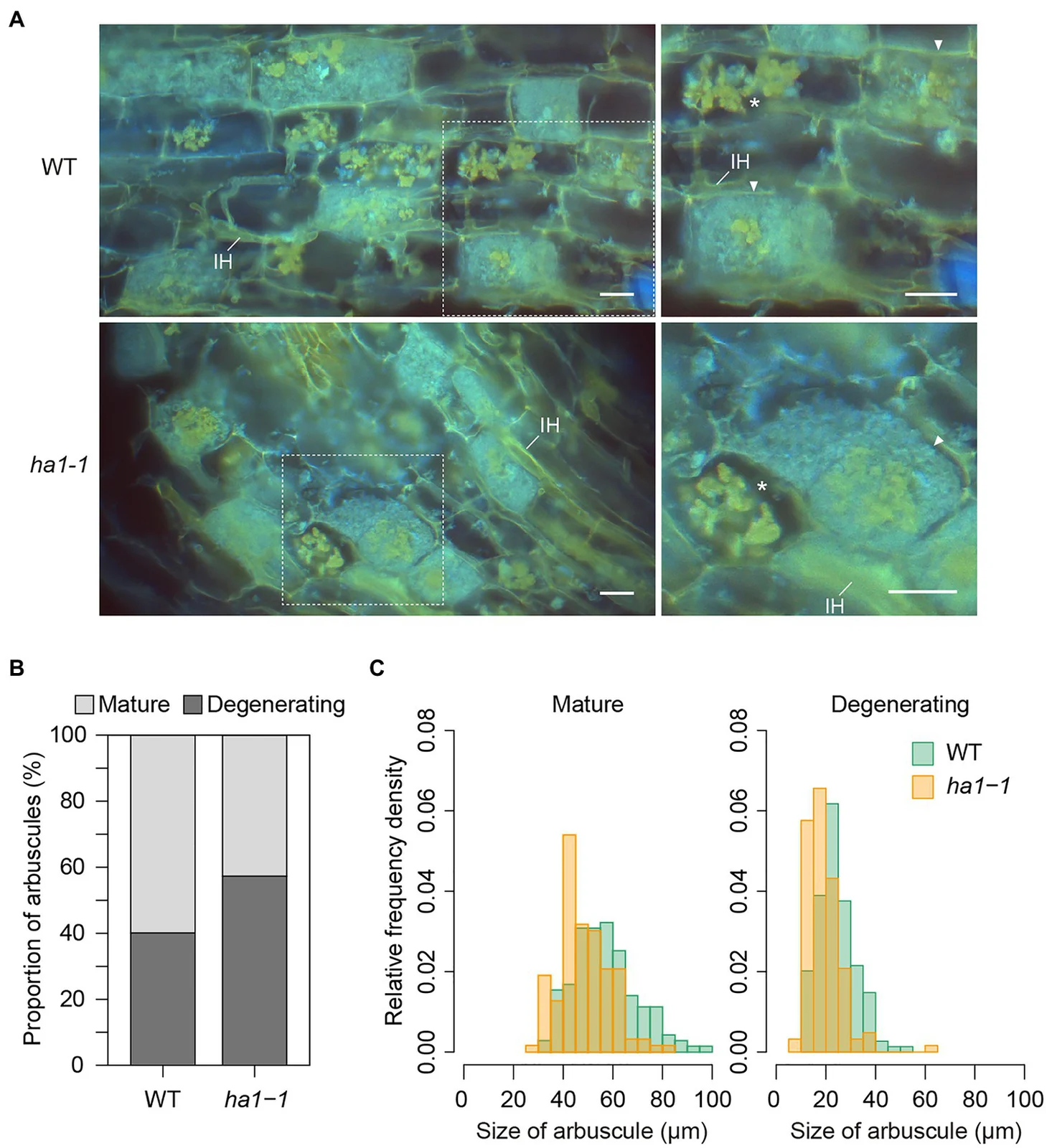 DAPI-stained Rhizophagus irregularis arbuscules in wild-type and ha1-1 Lotus japonicus roots, with Nguyen and Saito’s 2021 measurements