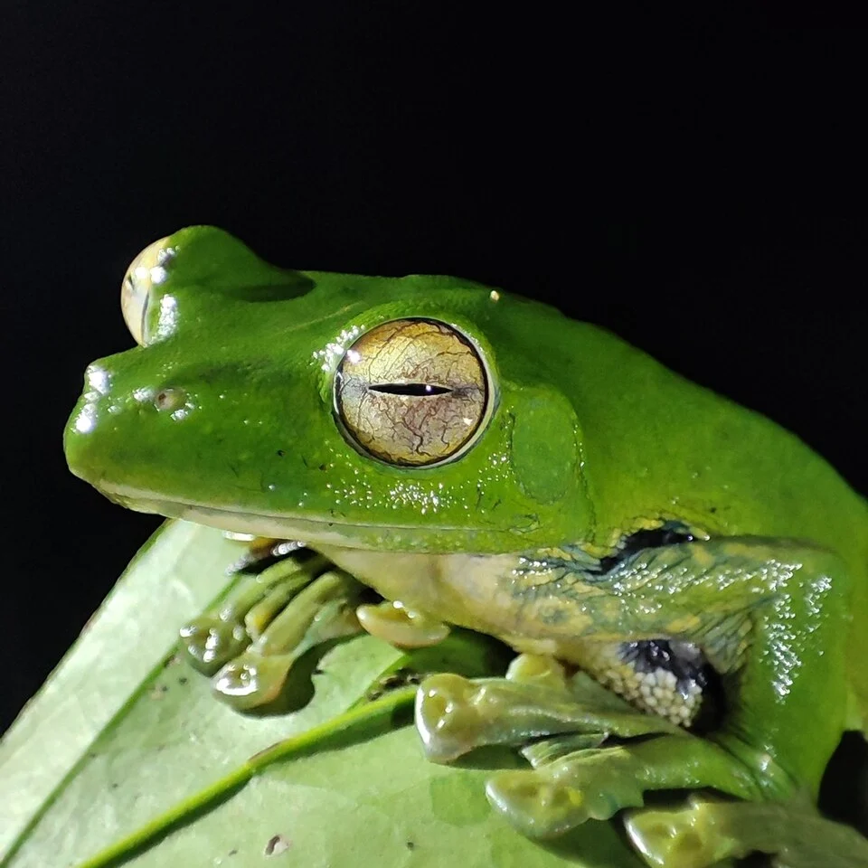 Rhacophorus helenae (Helen’s Flying Treefrog) in Vietnam. Photo by Chris Oldnall. Original iNaturalist observation here: https://www.inaturalist.org/observations/176939123