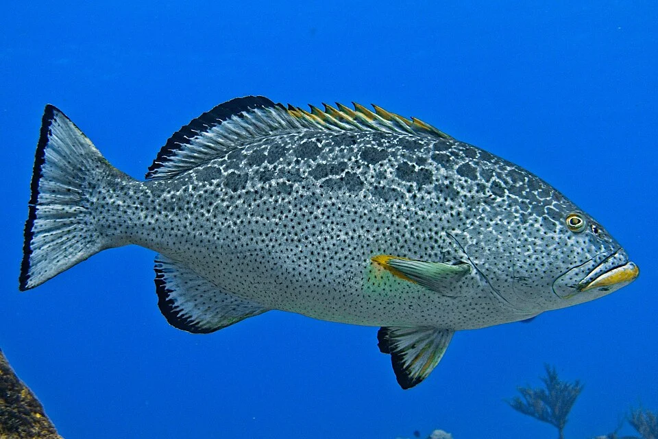 Yellowfin Grouper (Mycteroperca venenosa) in Mexico