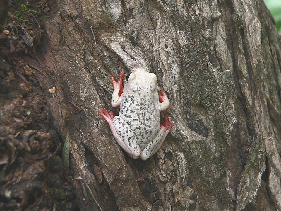 Common reed frog (Hyperolius viridiflavus ssp. pantherinus) photographed in Nanyuki, Kenya.