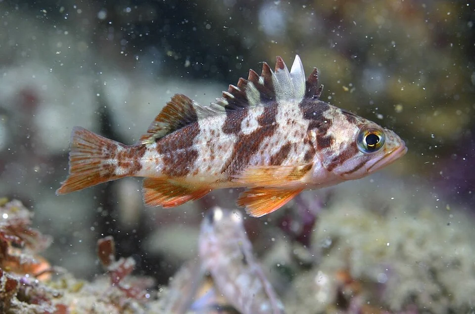 Pez de roca Calico, Sebastes dallii, Monterey, EE.UU.