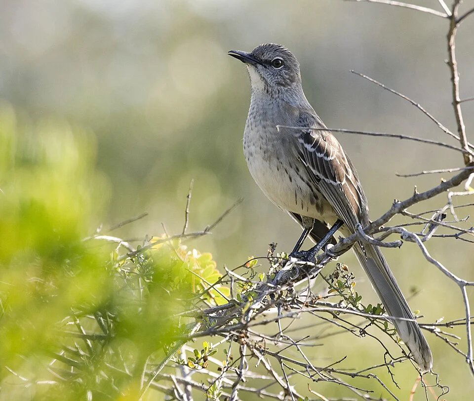 A Bahama Mockingbird Mimus gundlachii on Cayo Guillermo, Ciego de Avila Province, Cuba.