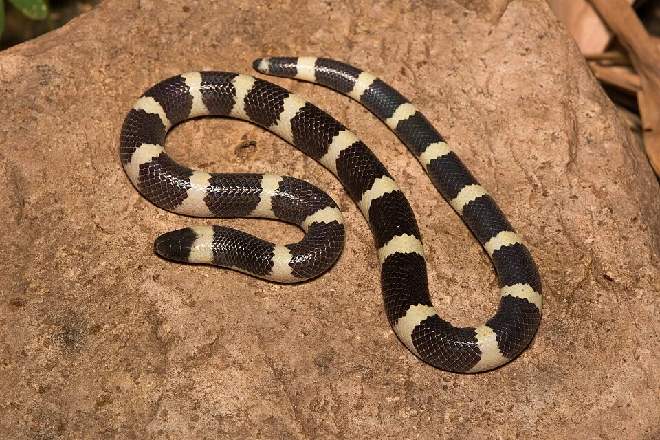 Mexican Short-tailed Snake (Sympholis lippiens) from Sonora, México.