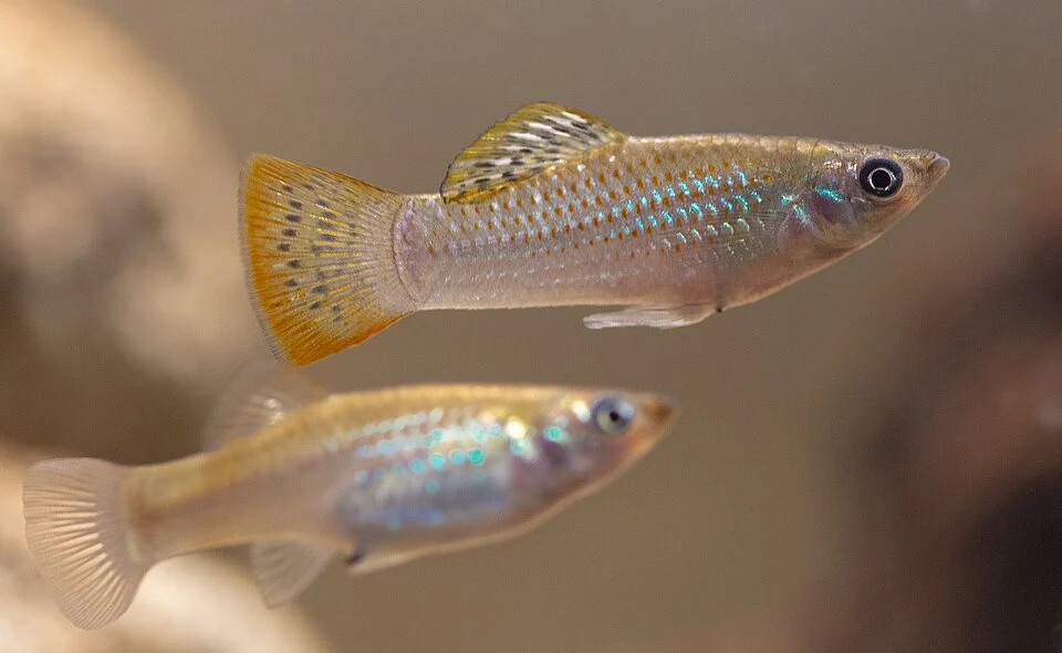 Poecilia mexicana