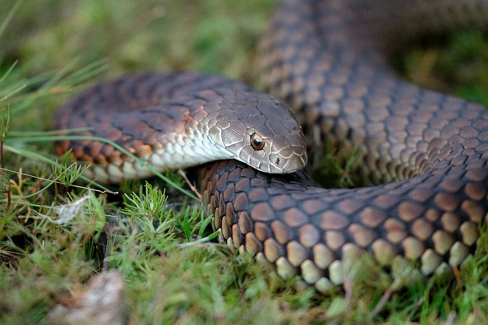 Lowland copperhead in Mullawallah Wetland (formerly Winter Swamp) Ballarat, Victoria.