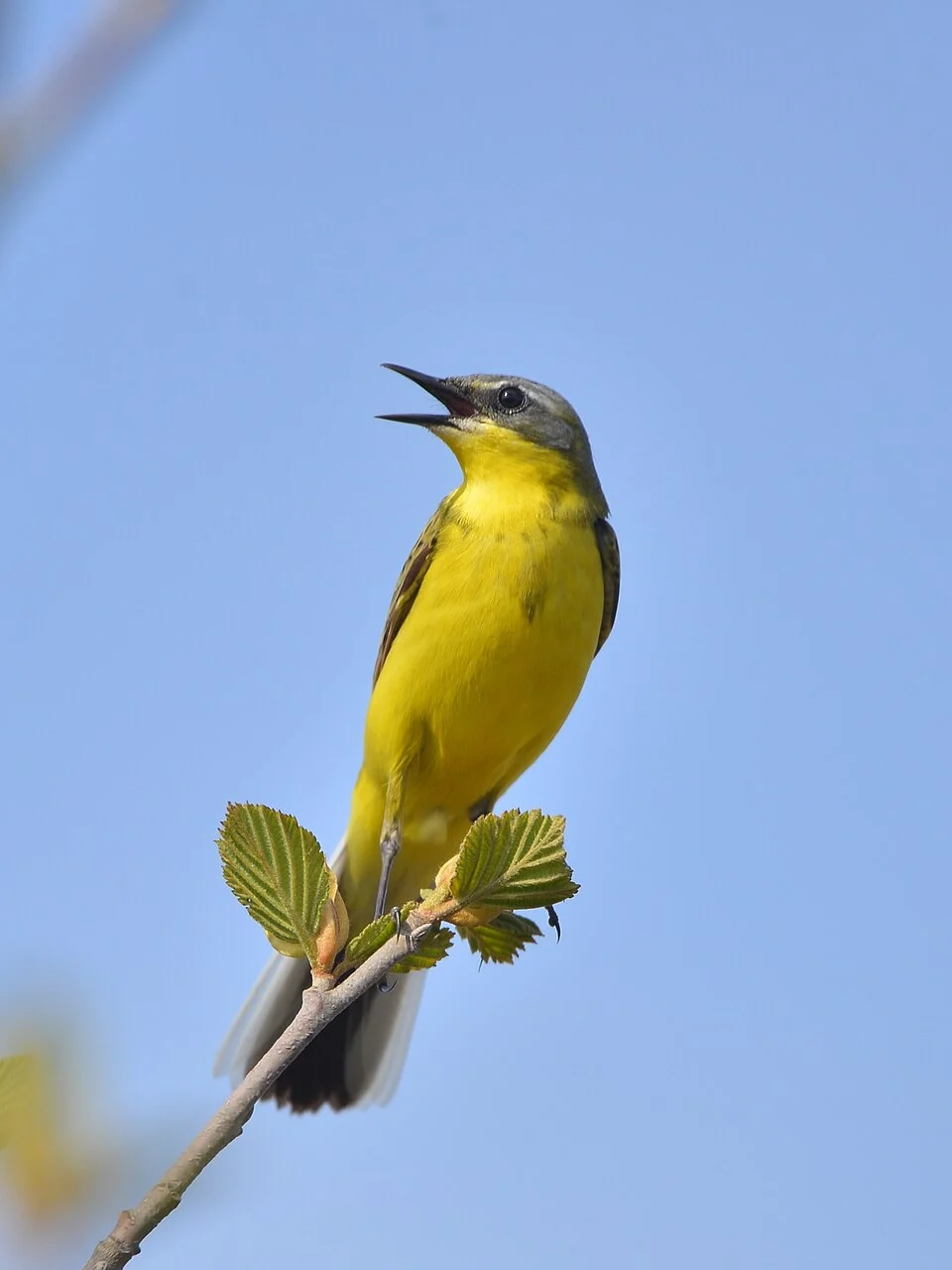 Eastern Yellow Wagtail Motacilla tschutschensis tschutschensis, Kamchatka, Russia.
