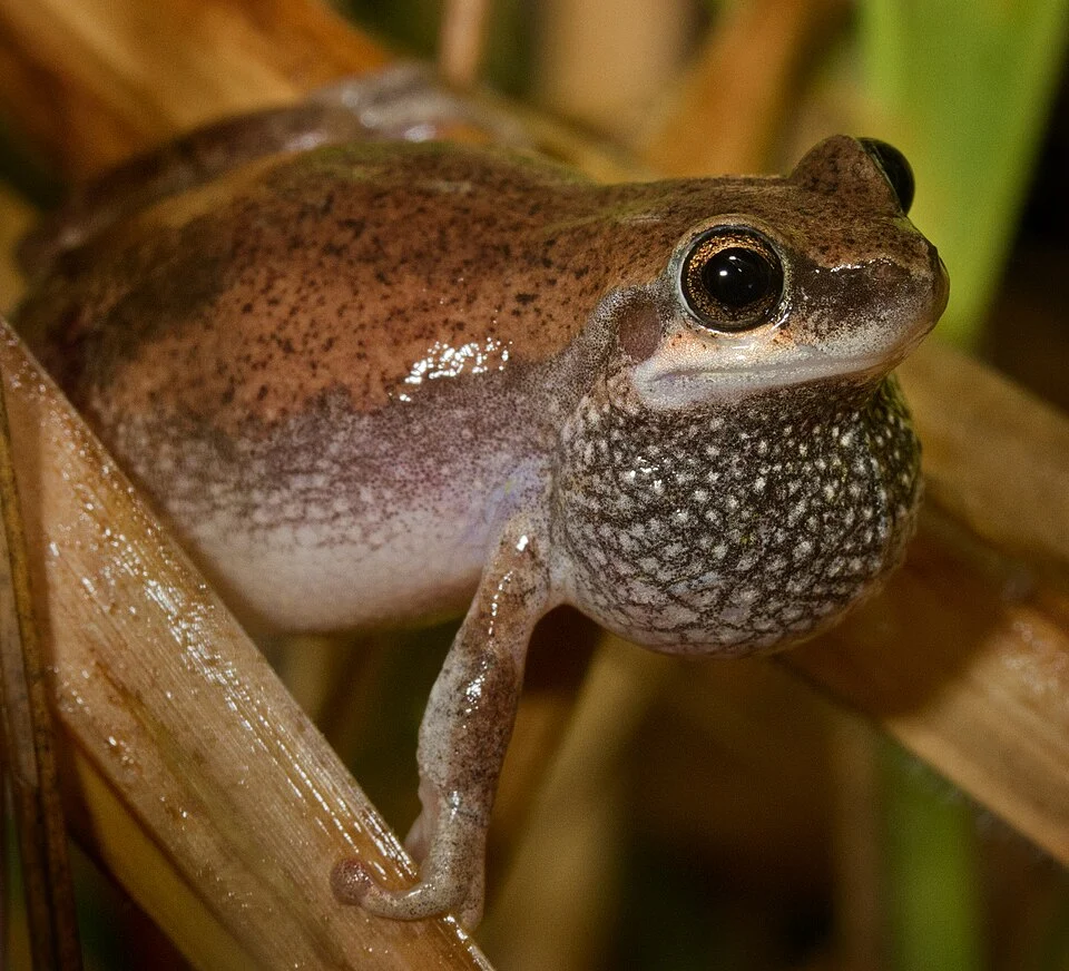 Ruddy tree frog Colleeneremia pyrina from eastern Cape York Peninsula