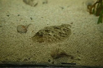 C-O sole, Pleuronichthys coenosus.  Taken at the National Aquarium, Washington, DC.