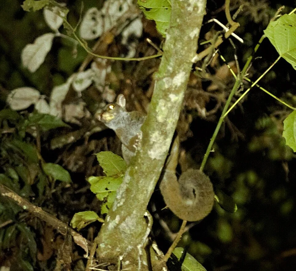 Southern Needle-clawed Galago (Euoticus elegantulus)