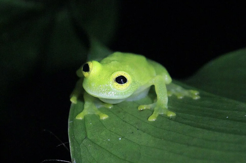 Eastern Glass Frog (Hyalinobatrachium orientale) in Trinidad and Tobago