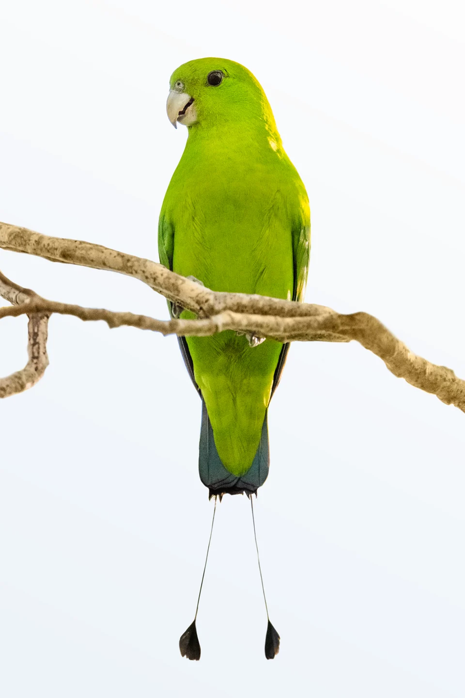 Green Racket-tail photographed on March 6, 2021, in Zambales, Philippines