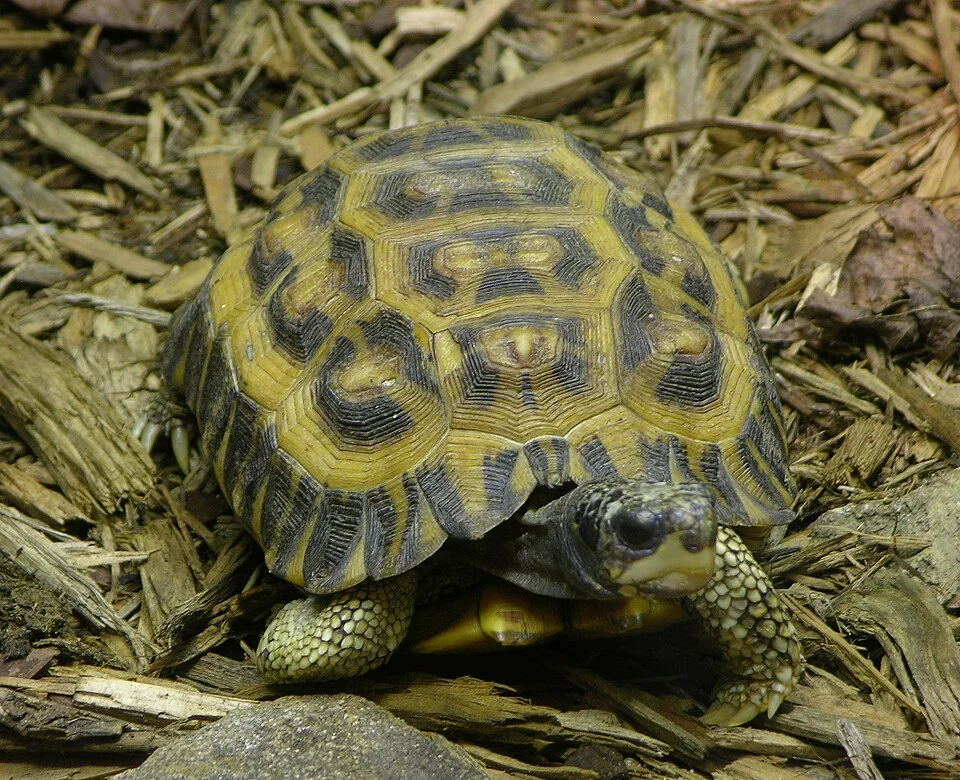 A photograph of the Flat-tailed Tortoiseen (Pyxis planicauda en   ).  Photo taken at the Philadelphia Zoo.





Camera and Exposure Details:Camera: Nikon Coolpix 8700Lens: Nikon Zoom Nikkor ED 8.9-71.2mm 1:2.8-4.2Exposure: 
71.2mm (280mm in 35mm equivalent) f/4.7 @ 1/1.8 s. (50 ISO)