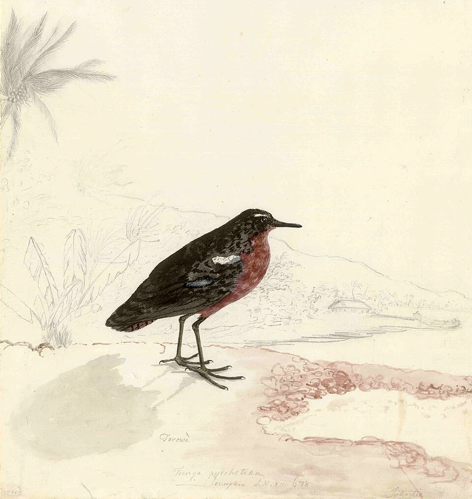 Tahitian Sandpiper, Prosobonia leucoptera.