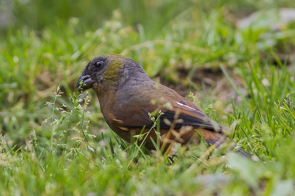The species Golden-naped Finch has been photographed during the bird photography tour of GoingWild at East Sikkim, India, Asia in the month of May 2014.