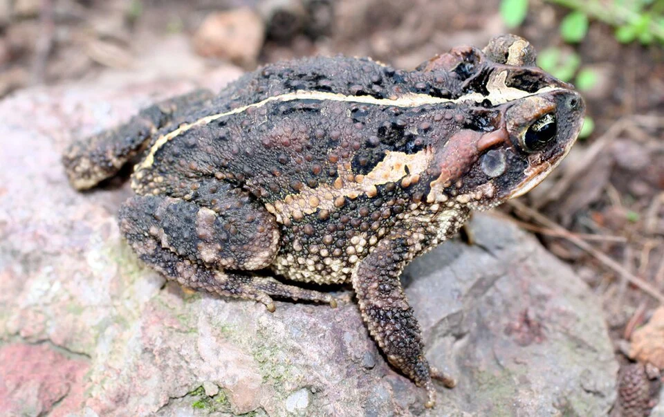 Bufo porteri