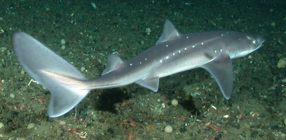 A spiny dogfish photographed in the Olympic Coast National Marine Sanctuary off the coast of Washington, USA.