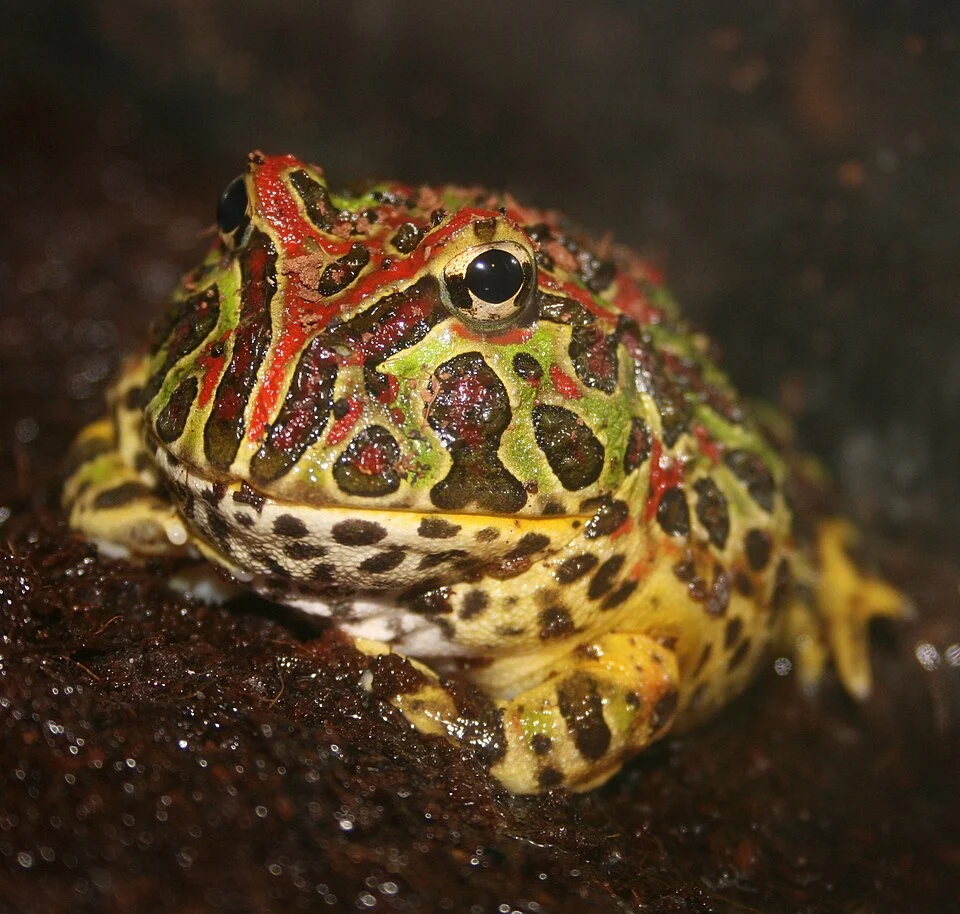 Ornate Horned Frog