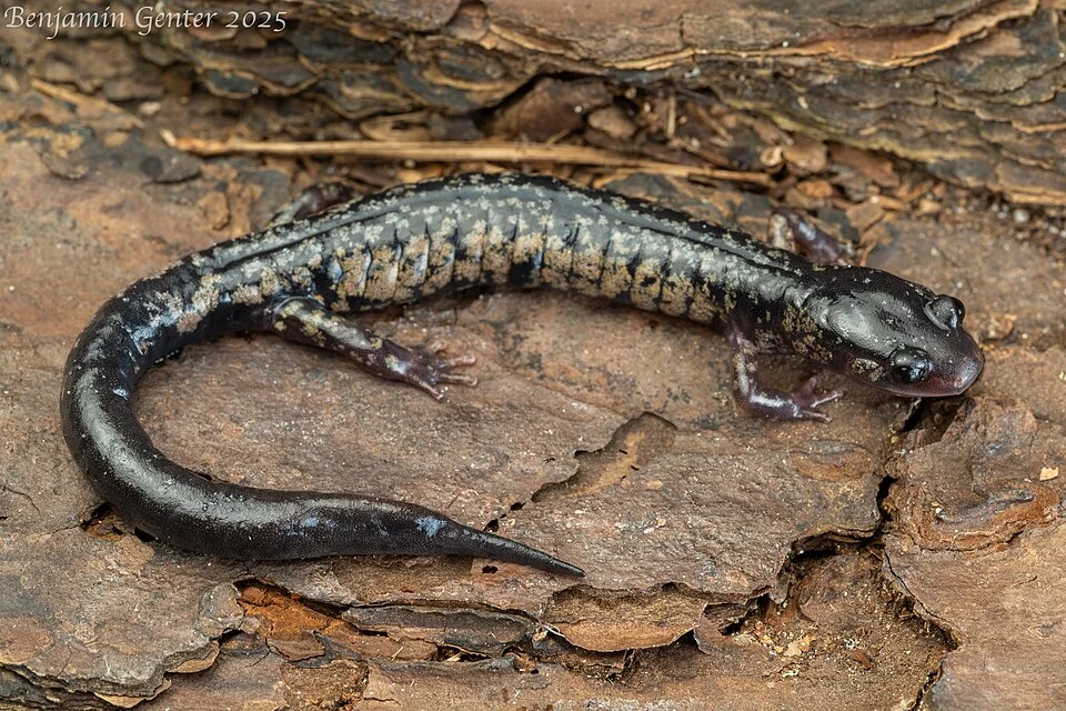 Adult from South Carolina