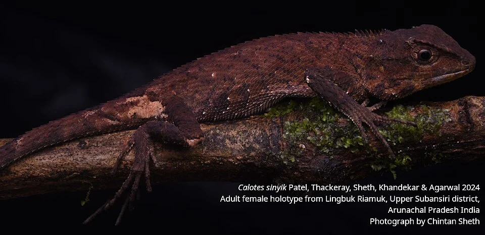 depiction of calotes sinyik adult female holotype